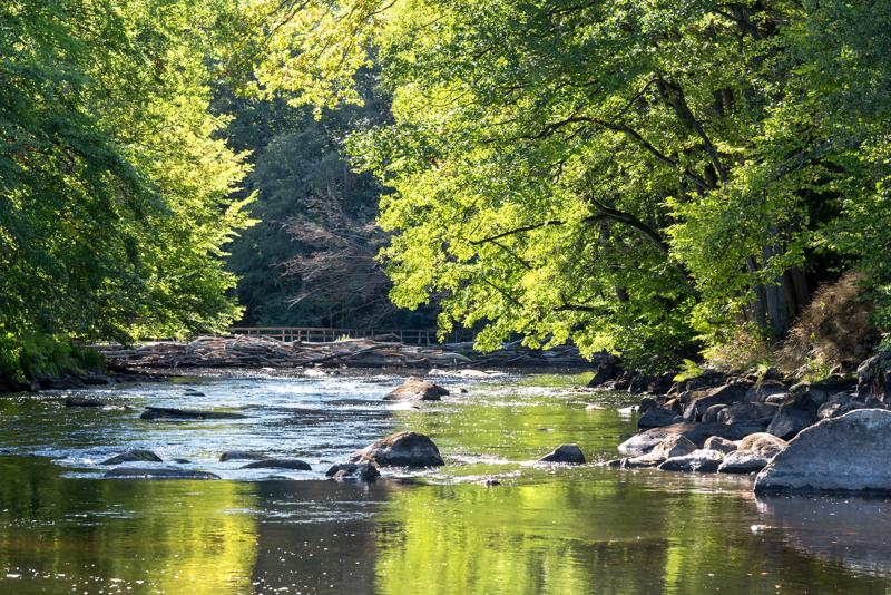 River and Trees