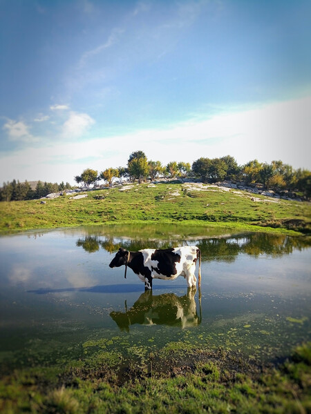 Cow Flood Green